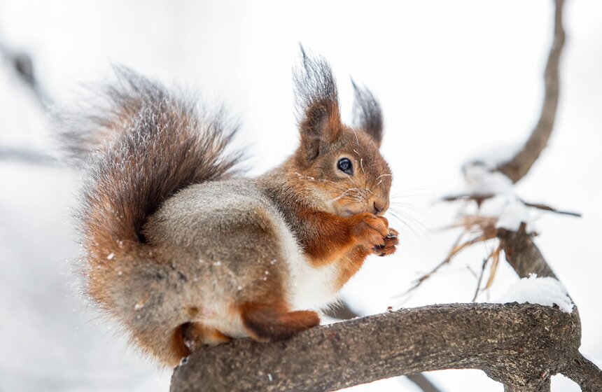 Морозный туман окутал Москву 8 марта 16 фото