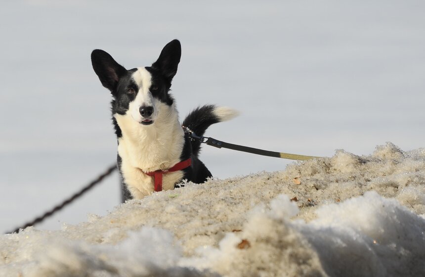 Метеорологическая весна пришла в столицу 20 фото