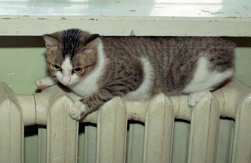 В парке Горького прошли любительские соревнования по джиббингу 8 фото