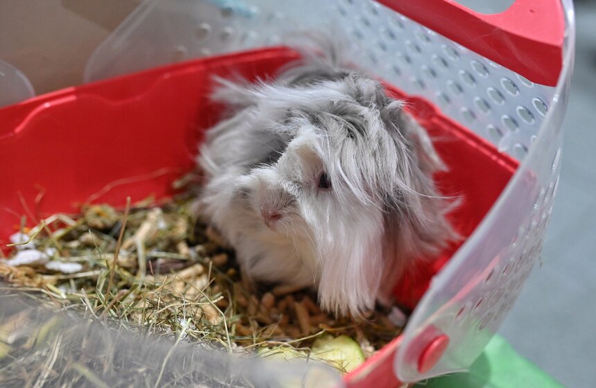 Выставка "ЗооПалитра" состоялась в Москве 11 фото