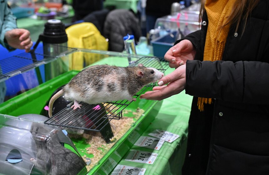 Выставка "ЗооПалитра" состоялась в Москве 20 фото