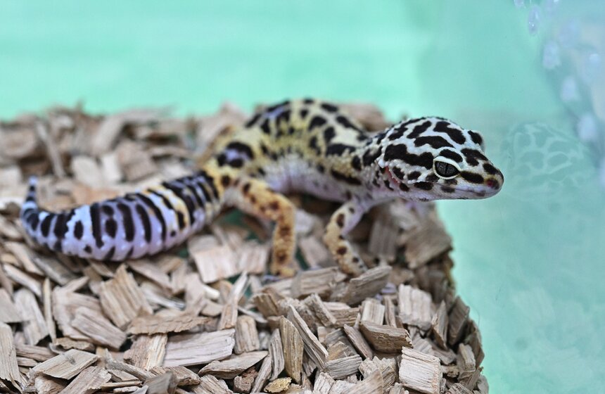 Выставка "ЗооПалитра" состоялась в Москве 23 фото