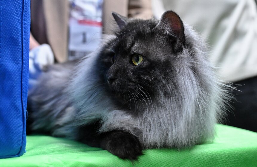 Выставка "ЗооПалитра" состоялась в Москве 19 фото