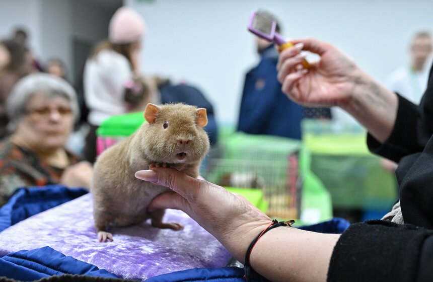 Выставка "ЗооПалитра" состоялась в Москве 25 фото