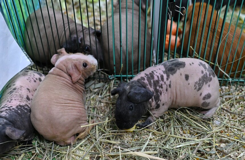 Выставка "ЗооПалитра" состоялась в Москве 15 фото