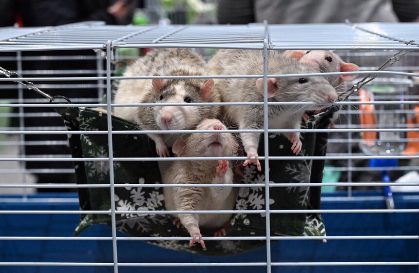 Выставка "ЗооПалитра" состоялась в Москве 21 фото