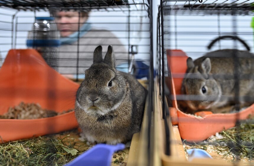 Выставка "ЗооПалитра" состоялась в Москве 13 фото
