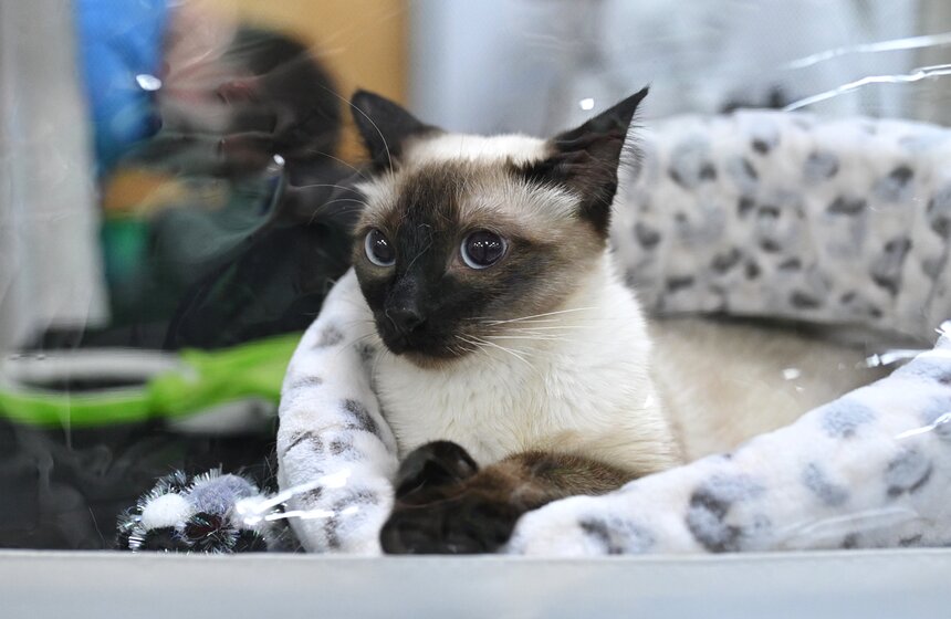 Выставка "ЗооПалитра" состоялась в Москве 6 фото