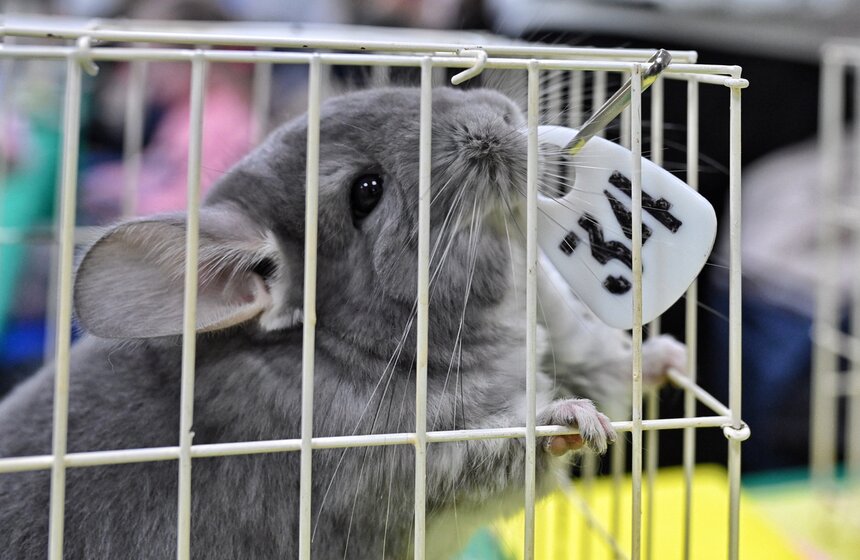 Выставка "ЗооПалитра" состоялась в Москве 17 фото