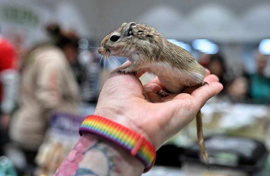 Выставка "ЗооПалитра" состоялась в Москве 9 фото