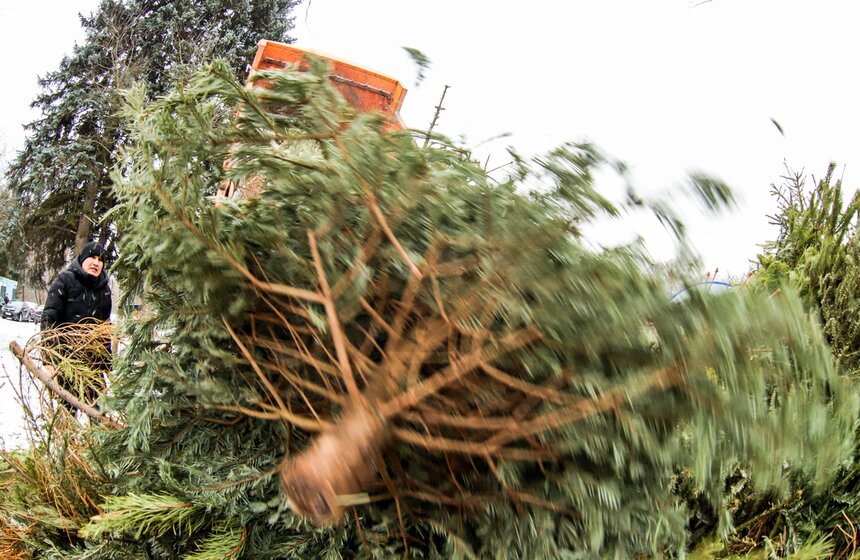 Акция "Елочный круговорот" проходит в Москве в восьмой раз 19 фото