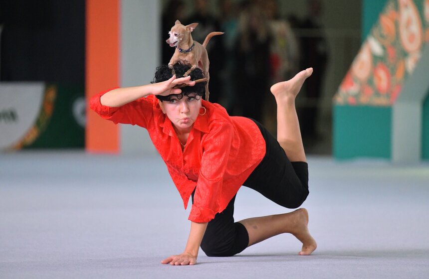 Выставка собак "Евразия 2023" завершится в Москве 19 ноября 5 фото