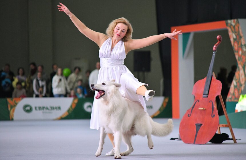 Выставка собак "Евразия 2023" завершится в Москве 19 ноября 3 фото