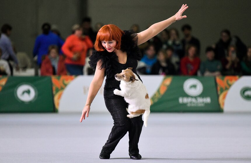 Выставка собак "Евразия 2023" завершится в Москве 19 ноября 1 фото