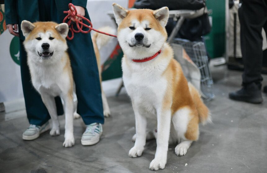 Выставка собак "Евразия 2023" завершится в Москве 19 ноября 14 фото