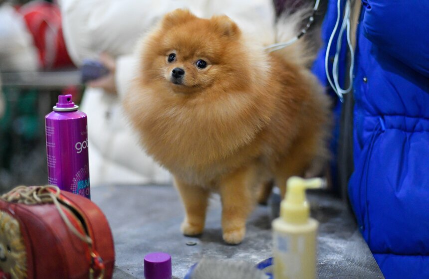 Выставка собак "Евразия 2023" завершится в Москве 19 ноября 15 фото