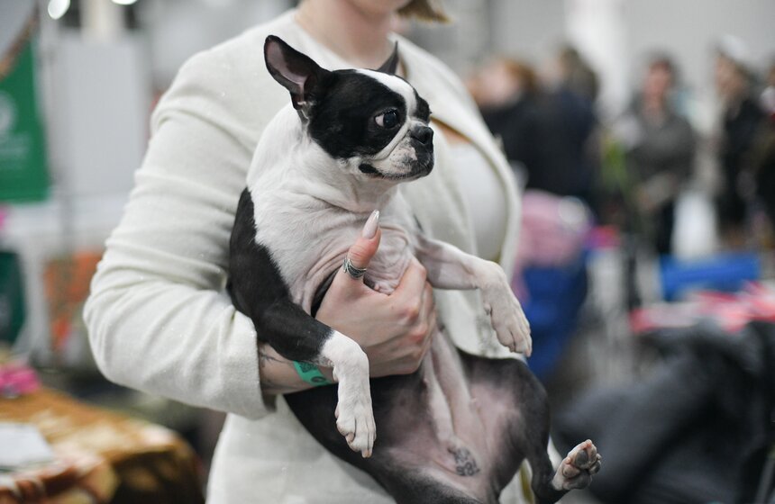 Выставка собак "Евразия 2023" завершится в Москве 19 ноября 19 фото