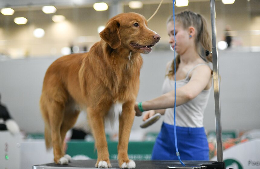 Выставка собак "Евразия 2023" завершится в Москве 19 ноября 12 фото