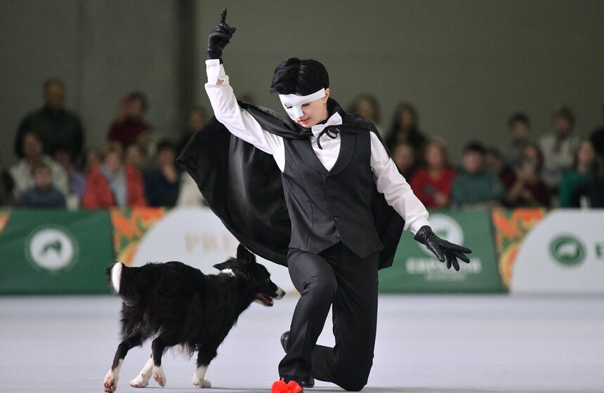 Выставка собак "Евразия 2023" завершится в Москве 19 ноября 6 фото