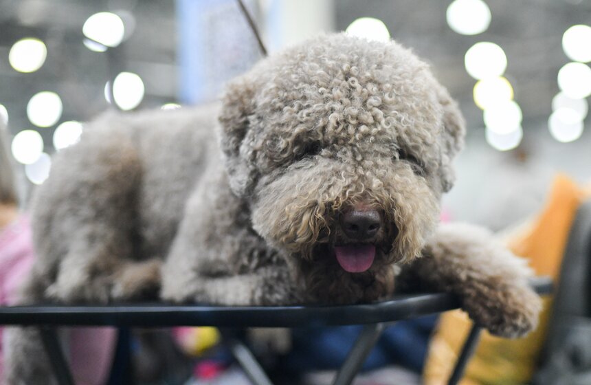 Выставка собак "Евразия 2023" завершится в Москве 19 ноября 18 фото