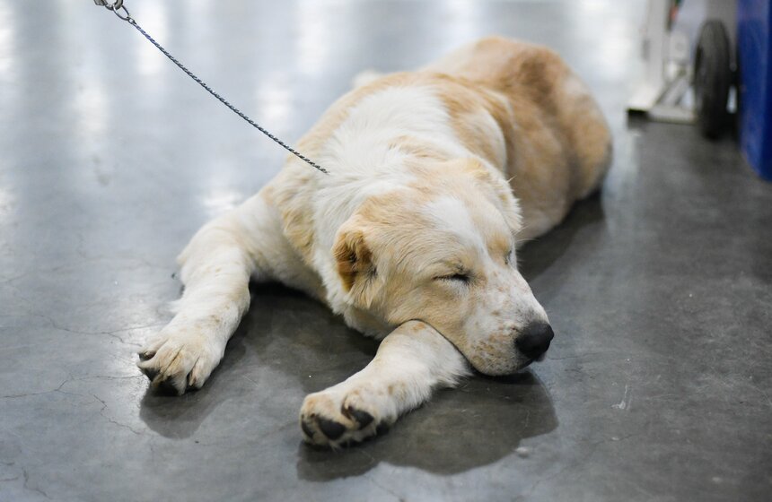 Выставка собак "Евразия 2023" завершится в Москве 19 ноября 21 фото