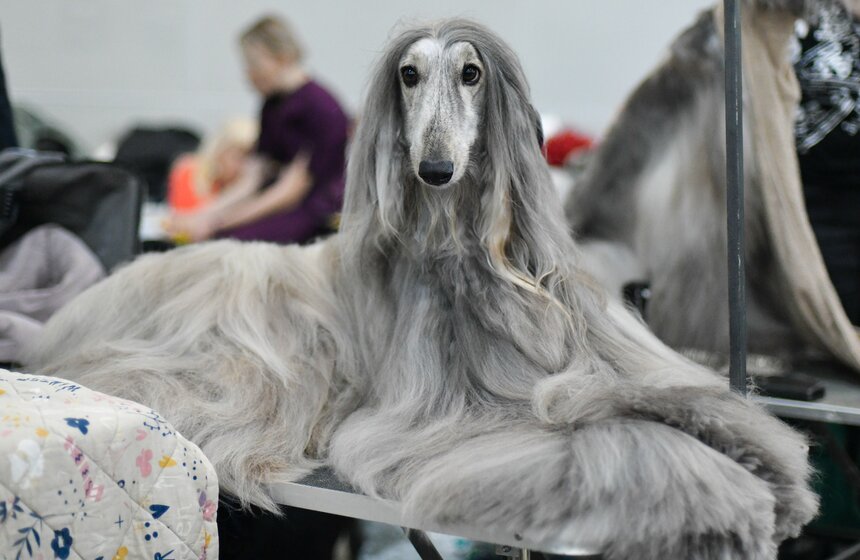 Выставка собак "Евразия 2023" завершится в Москве 19 ноября 20 фото