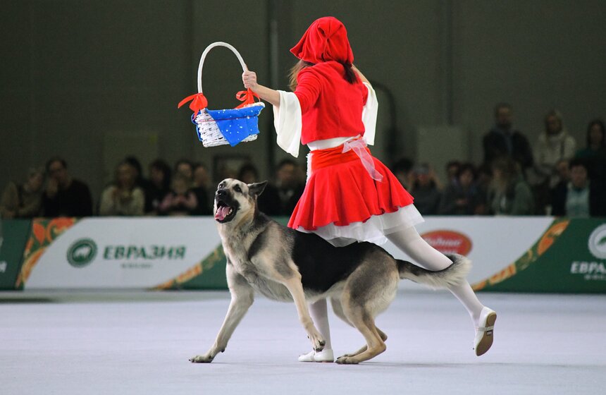 Выставка собак "Евразия 2023" завершится в Москве 19 ноября 8 фото