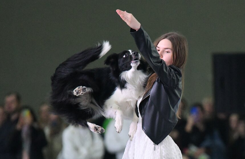 Выставка собак "Евразия 2023" завершится в Москве 19 ноября 4 фото