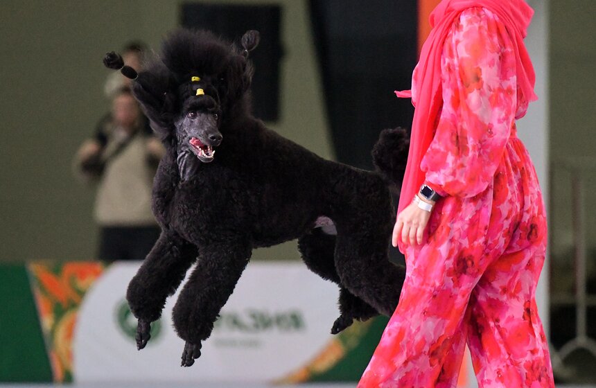 Выставка собак "Евразия 2023" завершится в Москве 19 ноября 2 фото