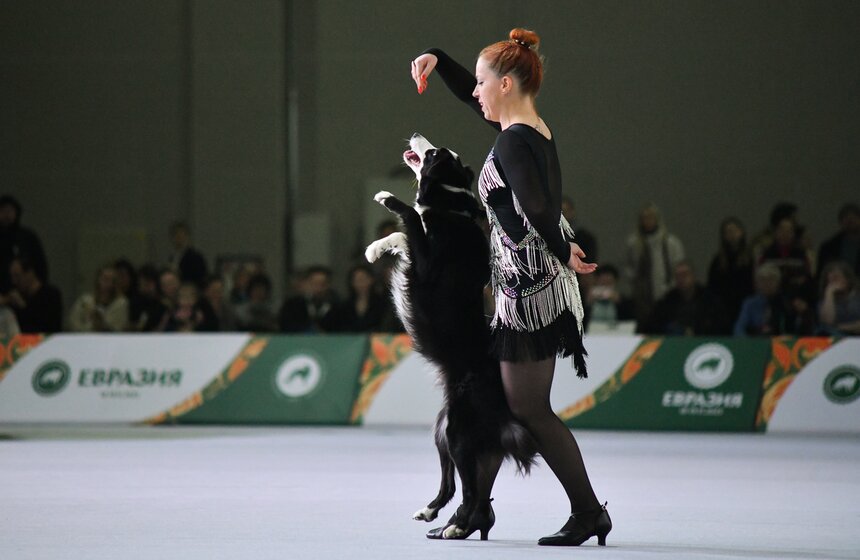 Выставка собак "Евразия 2023" завершится в Москве 19 ноября 7 фото