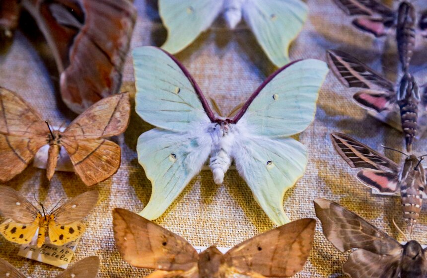 Выставка-ярмарка насекомых прошла в Москве 18 фото