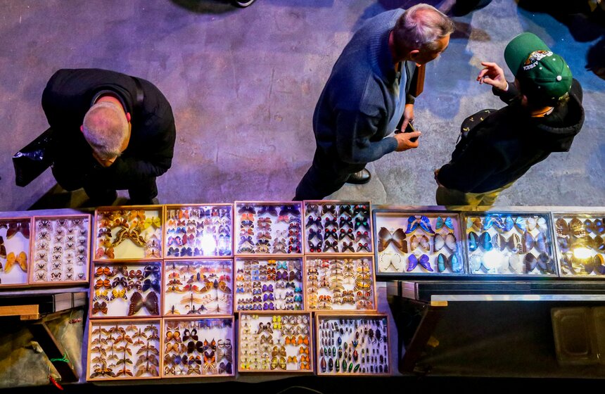 Выставка-ярмарка насекомых прошла в Москве 12 фото