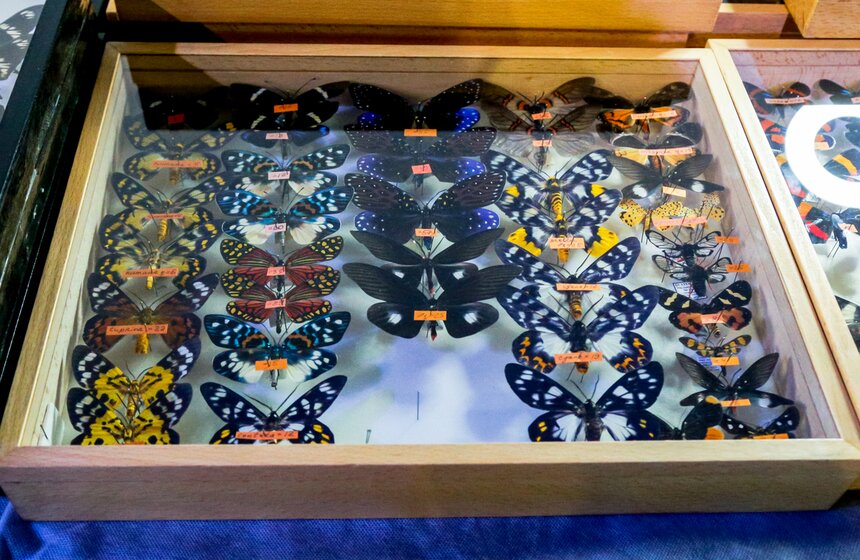 Выставка-ярмарка насекомых прошла в Москве 10 фото