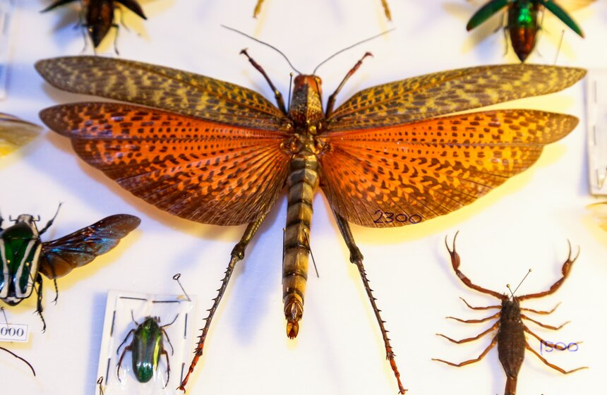 Выставка-ярмарка насекомых прошла в Москве 2 фото