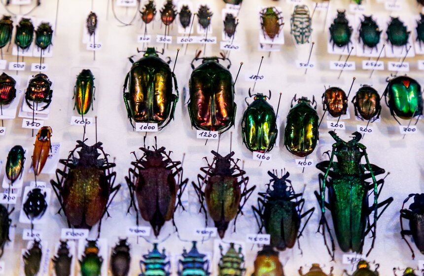 Выставка-ярмарка насекомых прошла в Москве 15 фото