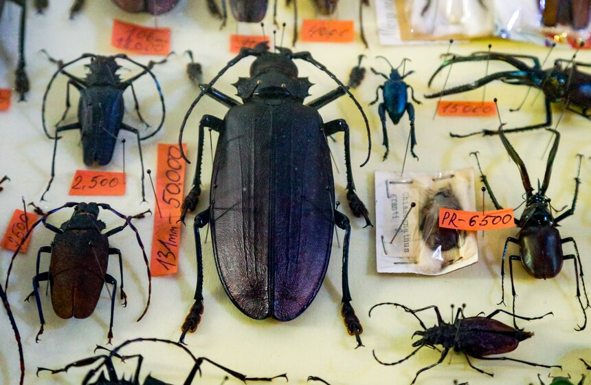 Выставка-ярмарка насекомых прошла в Москве 7 фото