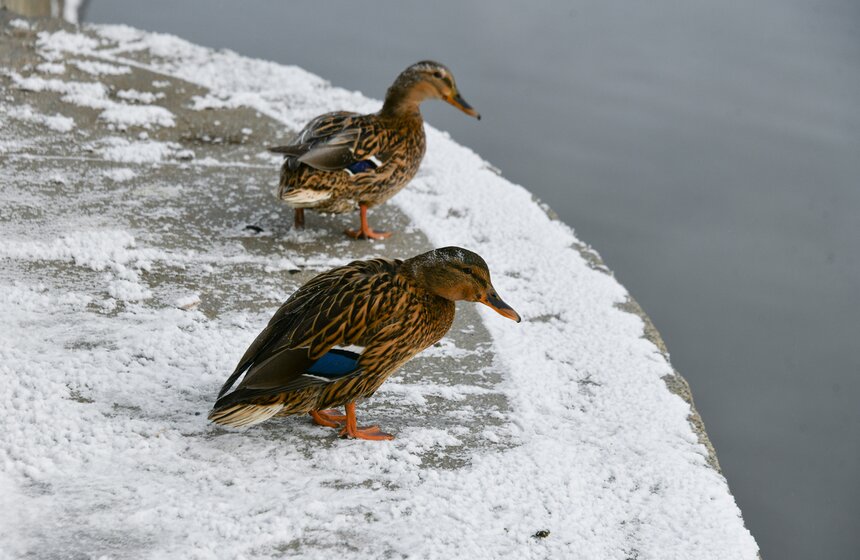 Синоптик спрогнозировал период ослабления аномальных морозов в Москве 8 фото