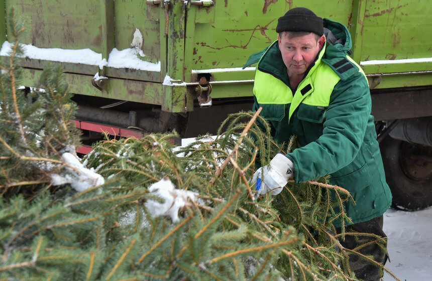 В Москве начали работать 600 пунктов приема деревьев в рамках акции "Елочный круговорот" 2 фото