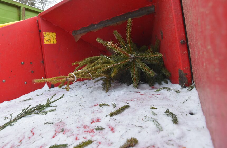 В Москве начали работать 600 пунктов приема деревьев в рамках акции "Елочный круговорот" 7 фото