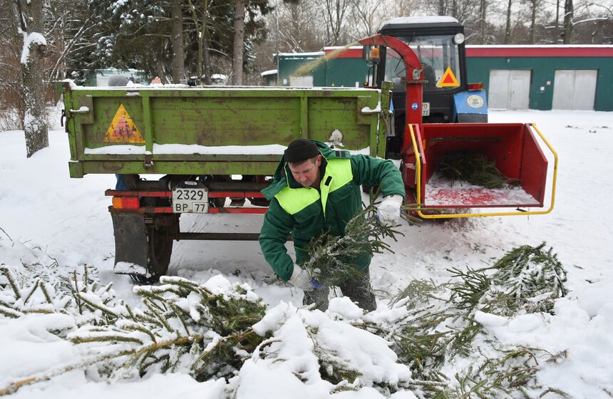 В Москве начали работать 600 пунктов приема деревьев в рамках акции "Елочный круговорот" 9 фото