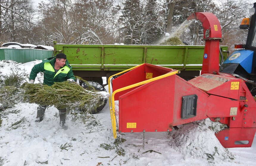 В Москве начали работать 600 пунктов приема деревьев в рамках акции "Елочный круговорот" 15 фото