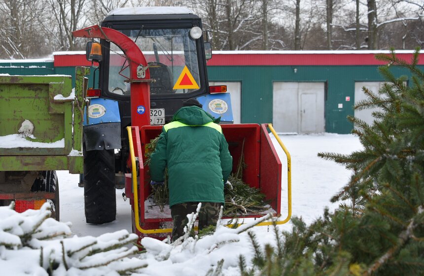 В Москве начали работать 600 пунктов приема деревьев в рамках акции "Елочный круговорот" 8 фото