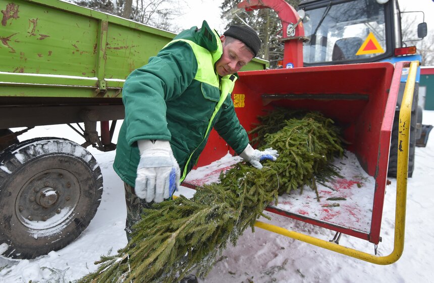В Москве начали работать 600 пунктов приема деревьев в рамках акции "Елочный круговорот" 11 фото