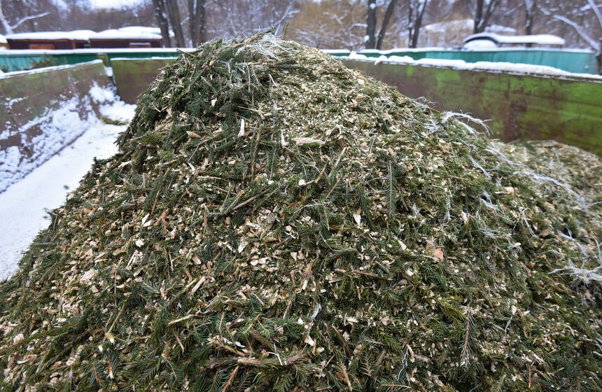 В Москве начали работать 600 пунктов приема деревьев в рамках акции "Елочный круговорот" 14 фото