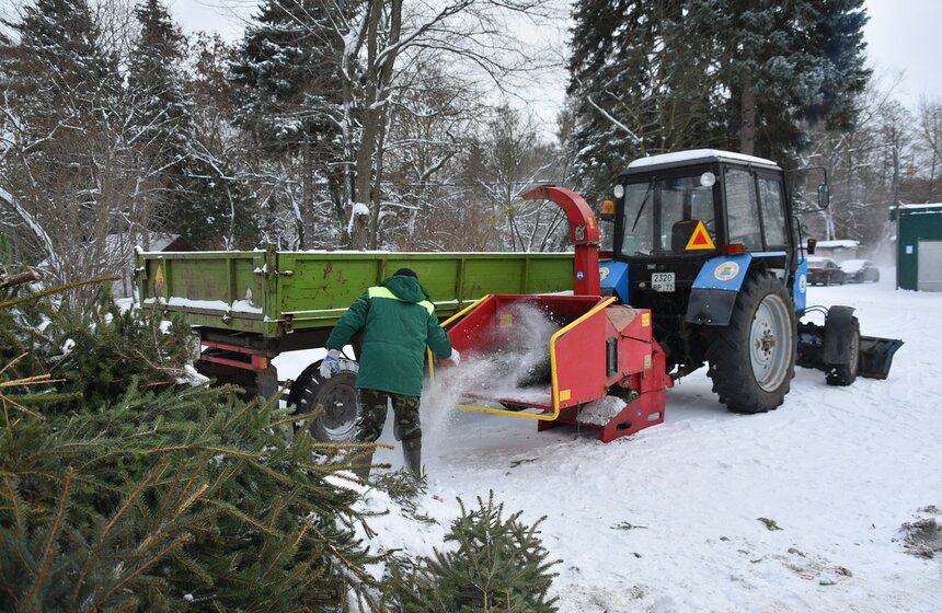 В Москве начали работать 600 пунктов приема деревьев в рамках акции "Елочный круговорот" 5 фото
