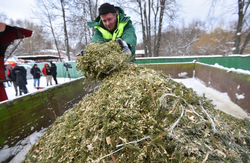 В Москве начали работать 600 пунктов приема деревьев в рамках акции "Елочный круговорот" 17 фото