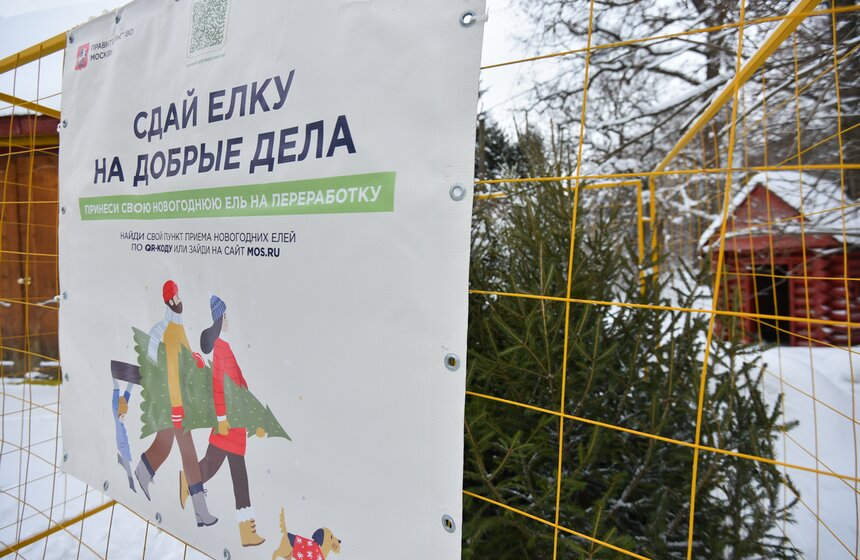 В Москве начали работать 600 пунктов приема деревьев в рамках акции "Елочный круговорот" 19 фото