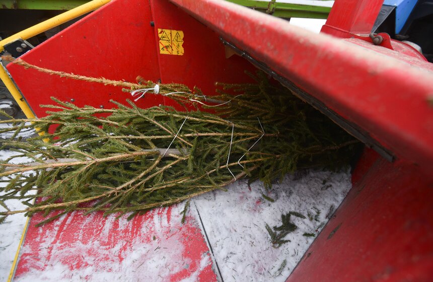 В Москве начали работать 600 пунктов приема деревьев в рамках акции "Елочный круговорот" 13 фото