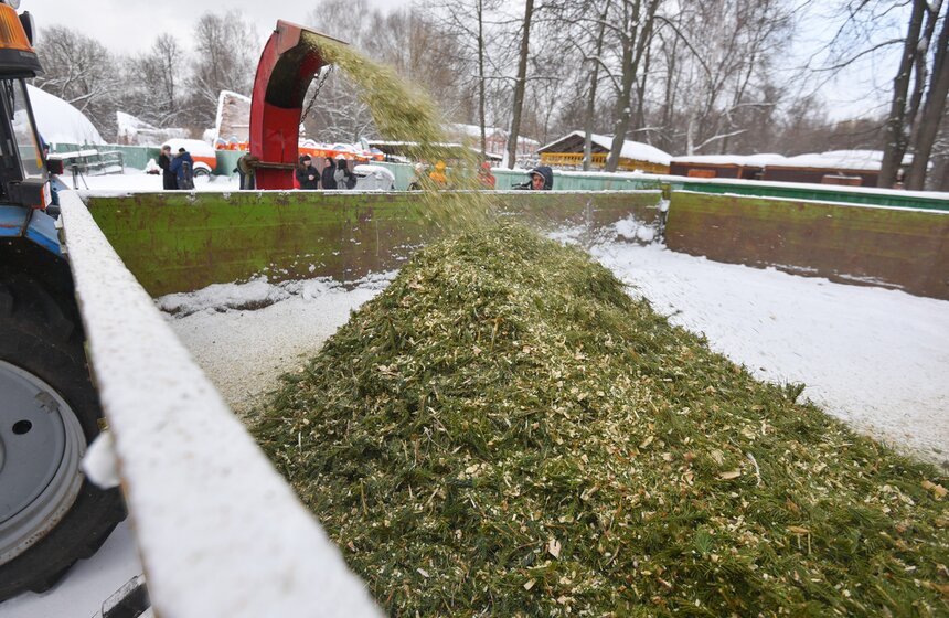 В Москве начали работать 600 пунктов приема деревьев в рамках акции "Елочный круговорот" 10 фото
