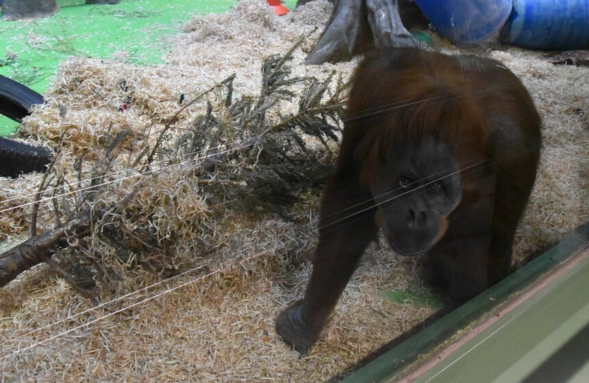 Московский зоопарк получил партию нераспроданных новогодних деревьев 16 фото